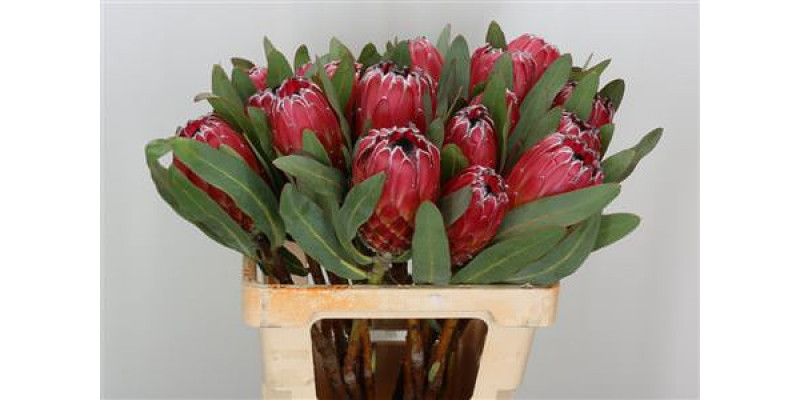 Protea Sheila 60cm A1