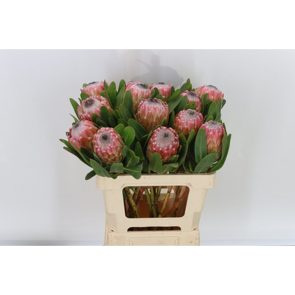 Protea Susara 60 cm A1