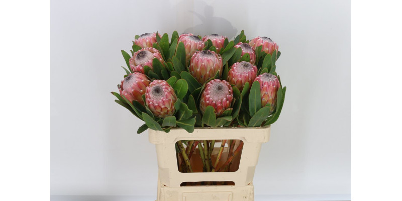 Protea Susara 60 cm A1
