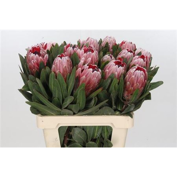Protea Pink Ice 70cm  Col-Pink