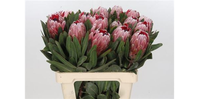 Protea Pink Ice 70cm  Col-Pink