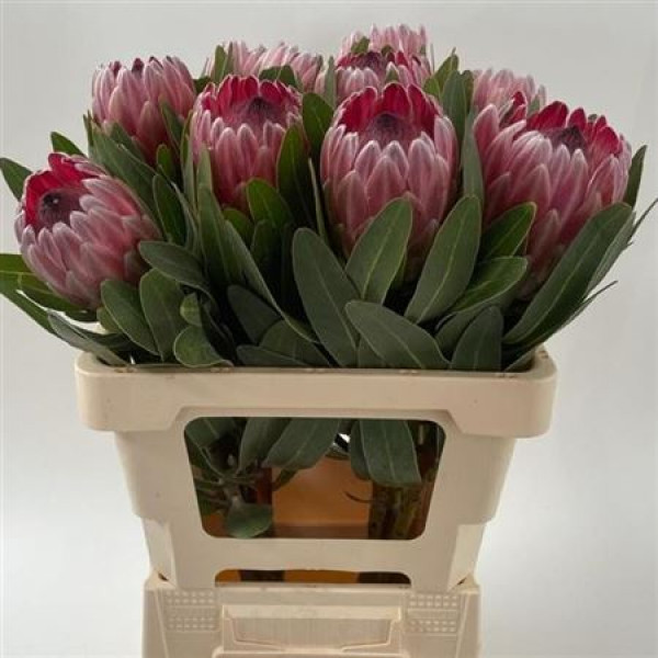 Protea Pink Ice 60cm  Col-Pink
