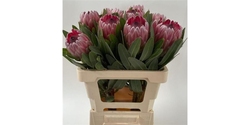 Protea Pink Ice 60cm  Col-Pink