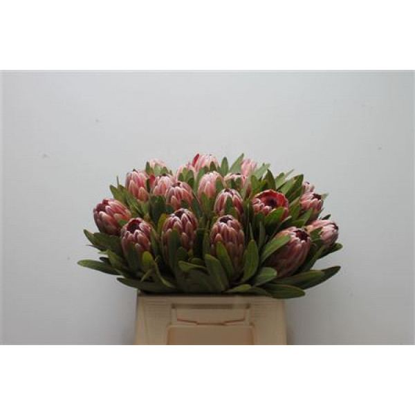 Protea Pink Ice 40cm A1