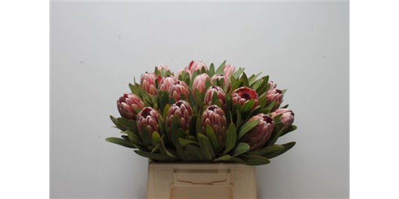 Protea Pink Ice 40cm A1