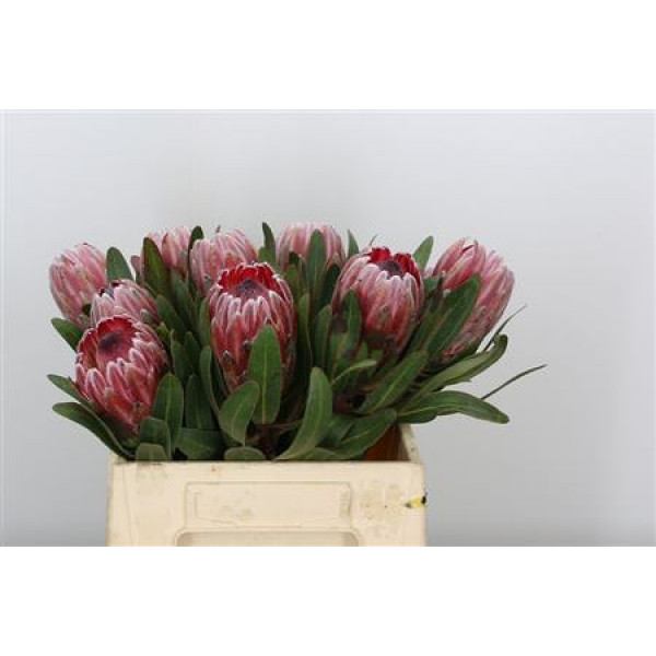 Protea Pink Ice 40cm A1