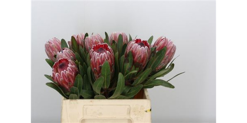 Protea Pink Ice 40cm A1