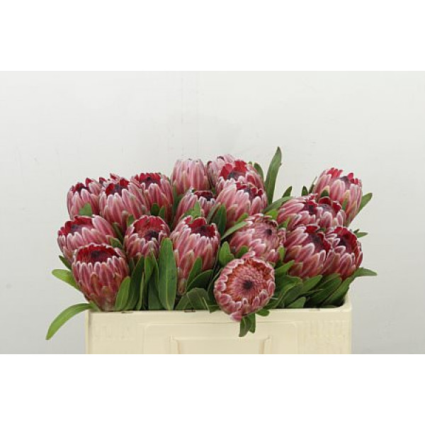 Protea Pink Ice 50cm A1