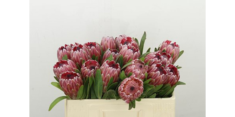 Protea Pink Ice 50cm A1