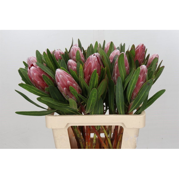 Protea Pink Ice 60 cm A1