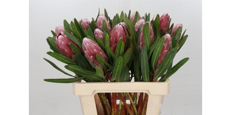 Protea Pink Ice 60 cm A1