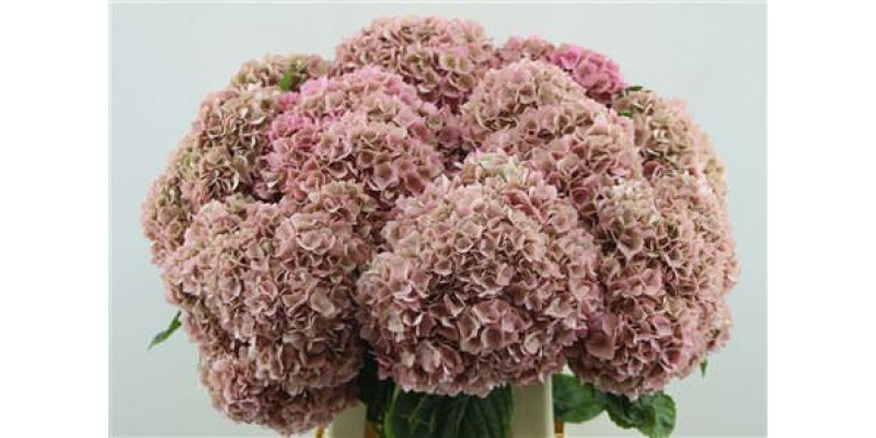 Hydrangea M Paradise Cl.pink 60-20 60 cm  A1