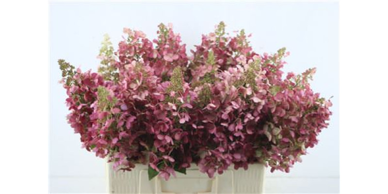 Hydrangea Pa Cl Pinky Winky 60-14 60 cm A1