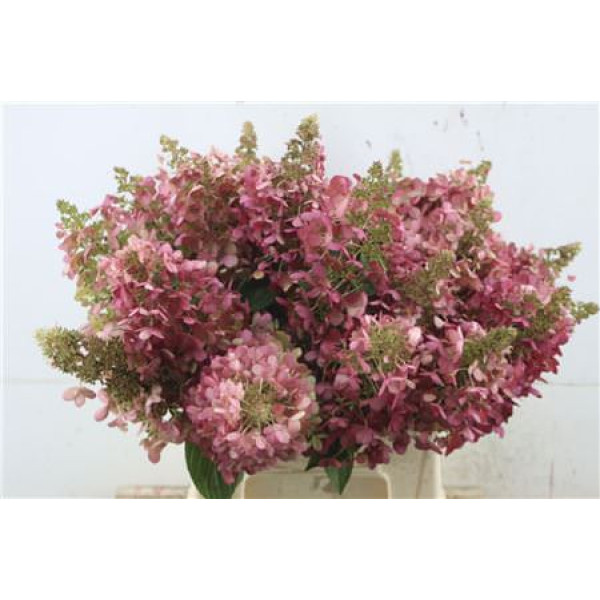 Hydrangea Pa Cl Pinky Winky 50-13 50 cm A1