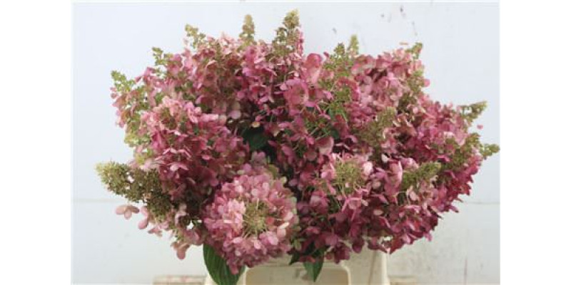 Hydrangea Pa Cl Pinky Winky 50-13 50 cm A1