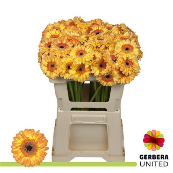 Germini Bandola 45cm A1 Col-Yellow Orange