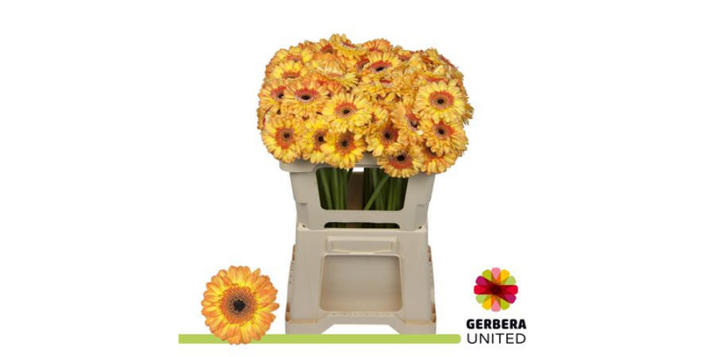 Germini Bandola 45cm A1 Col-Yellow Orange