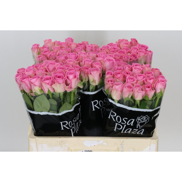 Rose Gr Aqua! Imp 55 cm A1