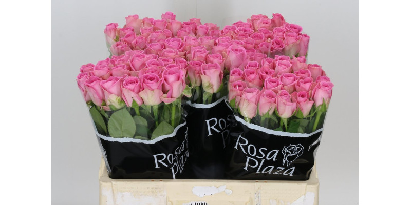 Rose Gr Aqua! Imp 55 cm A1
