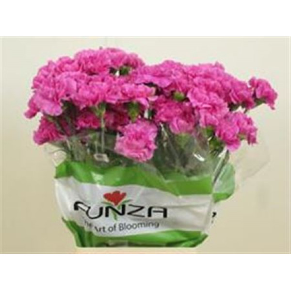 Dianthus St Farida 70cm A1 Col-Milka