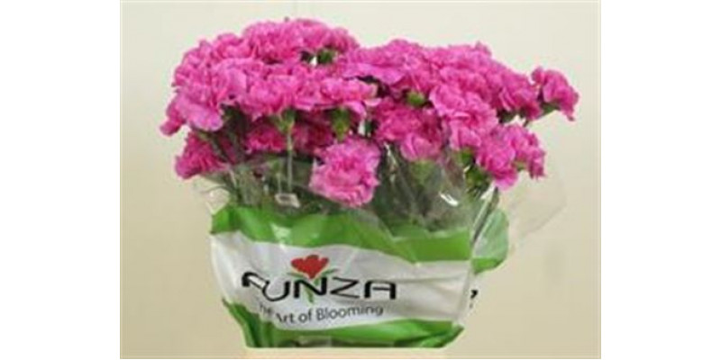 Dianthus St Farida 70cm A1 Col-Milka