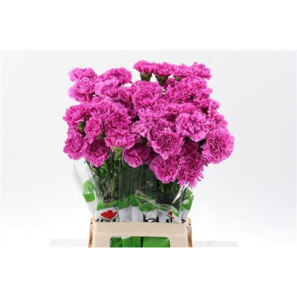 Dianthus St Farida 70cm A1