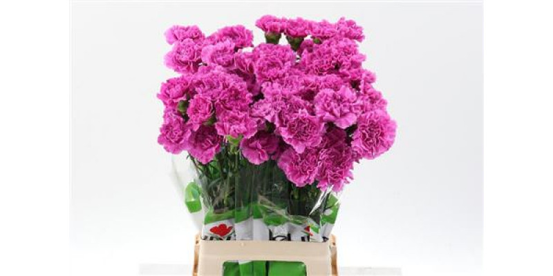 Dianthus St Farida 70cm A1