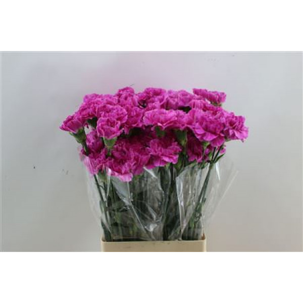 Dianthus St Farida 65cm A1