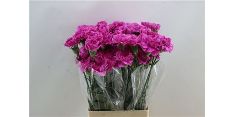 Dianthus St Farida 65cm A1