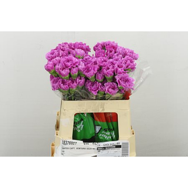 Dianthus .st Farida 55 55 cm 