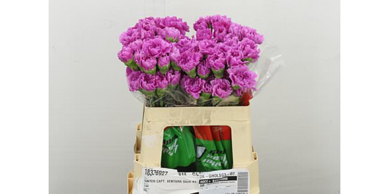 Dianthus .st Farida 55 55 cm 