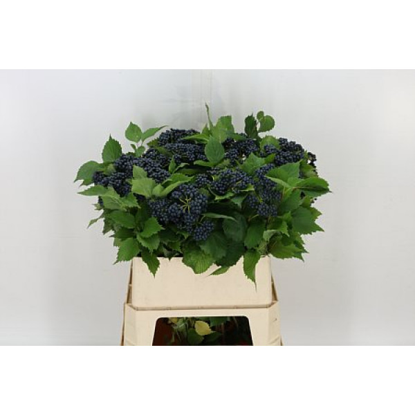 Viburnum Dark Bl Herman 80cm A1