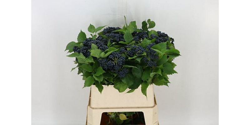 Viburnum Dark Bl Herman 80cm A1