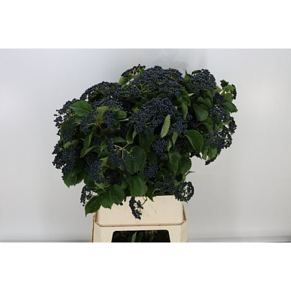 Viburnum Dark Bl Herman 100cm A1