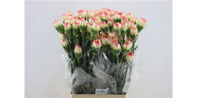 Dianthus St Ali Baba 65cm A1