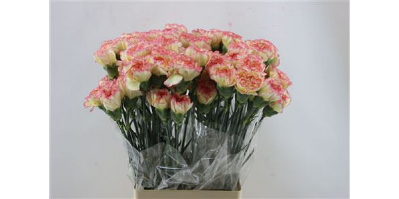 Dianthus St Ali Baba 65cm A1