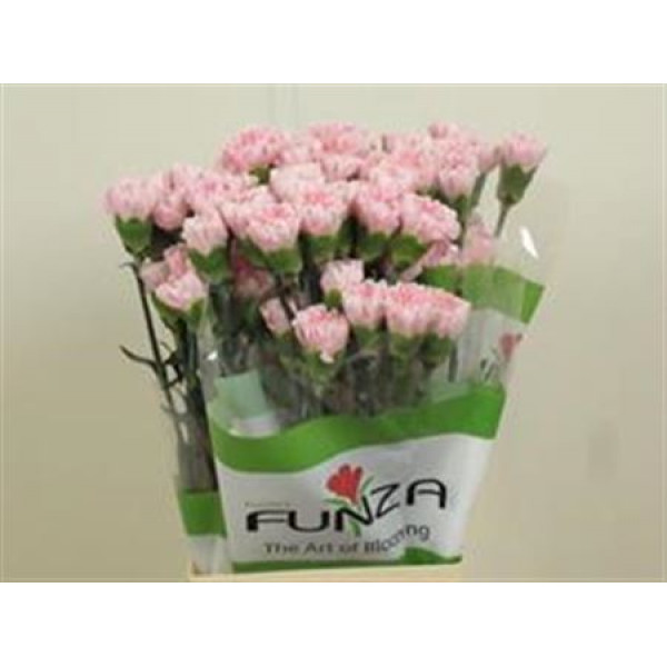 Dianthus St Essiana 70cm A1 Col-Pink