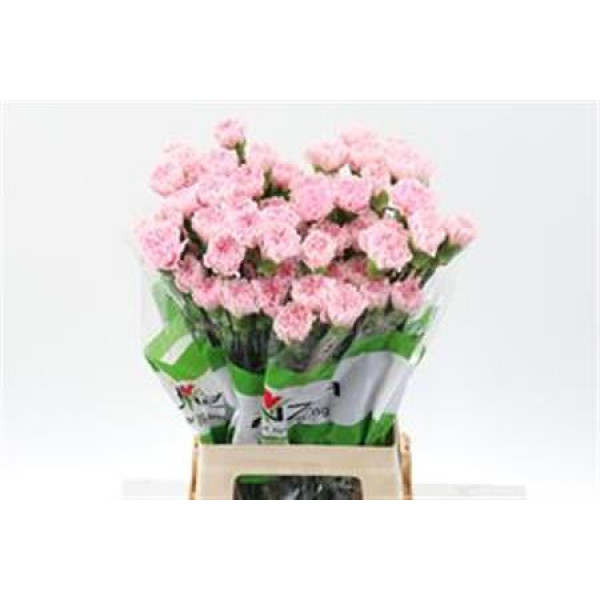 Dianthus St Essiana 70cm  Col-Pink