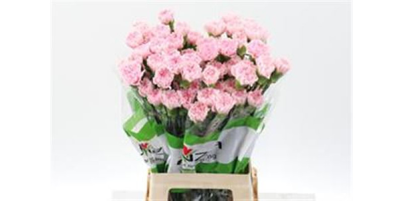 Dianthus St Essiana 70cm  Col-Pink