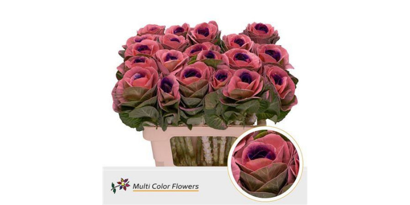 Brassica Rose Hart Lila Donker 60cm A1