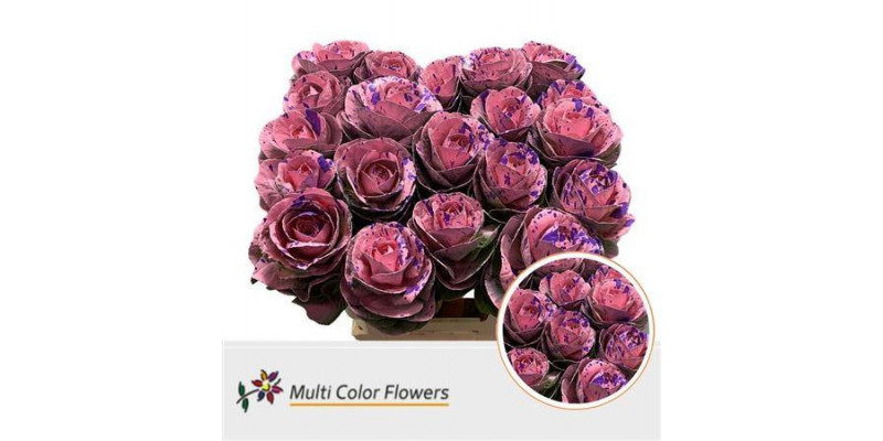 Brassica Rose Splash Lila 60cm 