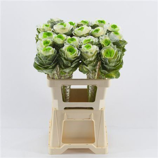 Brassica White - Green 60cm 