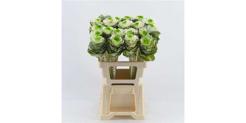 Brassica White - Green 60cm 
