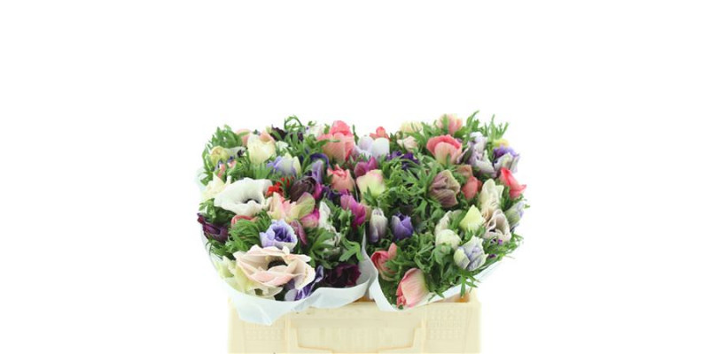 Anemones Mistral Mix Extra 35cm 35cm A1