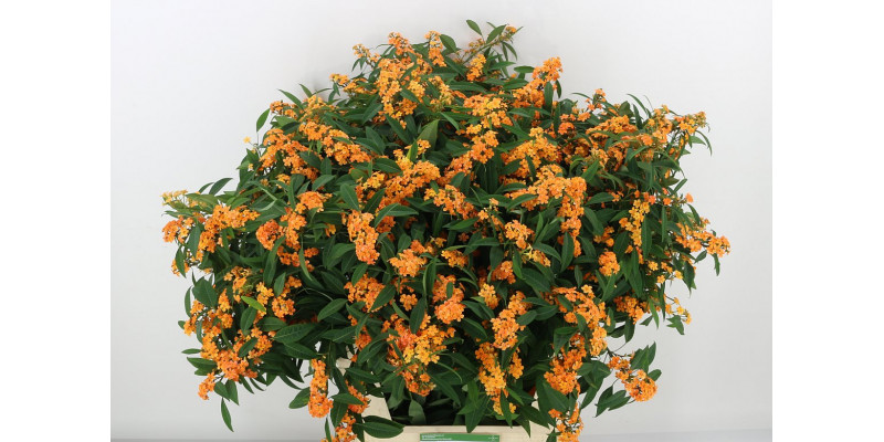 Euphorbia F T Sunstream A1 Col-Orange