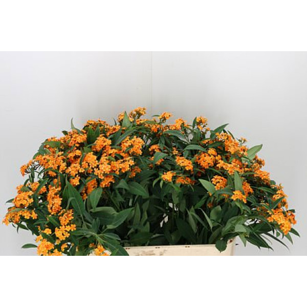 Euphorbia F T Sunstream 75cm A1