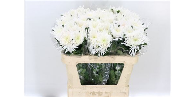 Chrysanthemums G Anastasia 70cm A1 Col-White