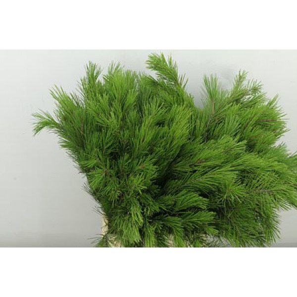 Pinus Strobus 55cm A1