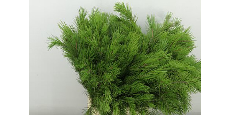 Pinus Strobus 55cm A1