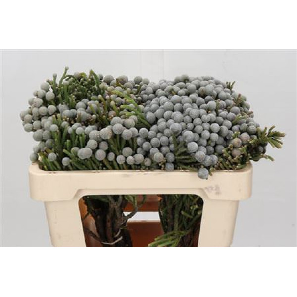 Kaaps Groen Silver Brunia 50cm A1